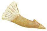 Fossil Sawfish (Onchopristis) Rostral Barb - Morocco #356419-1